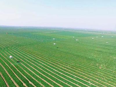 【訪談】標普農業,讓植保飛防真正落地生根!