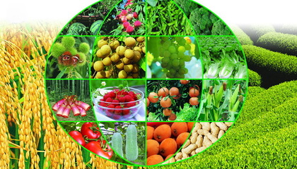 中國智慧農(nóng)業(yè)網(wǎng):如何實(shí)實(shí)在在做農(nóng)村電商