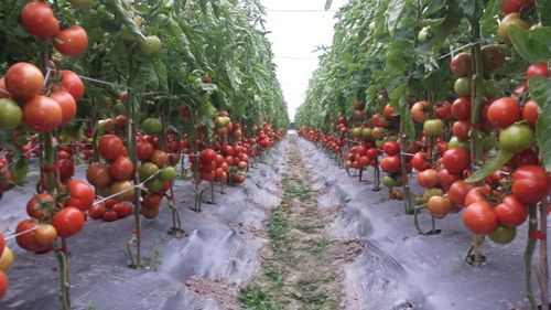 省級榮譽(yù) 上新 溫州又多了2個 品字標(biāo)