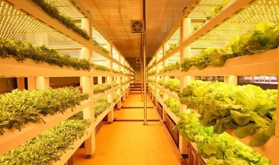 現代農業科技無土栽培模式有哪些?基質無土栽培、工廠化葉菜水培.