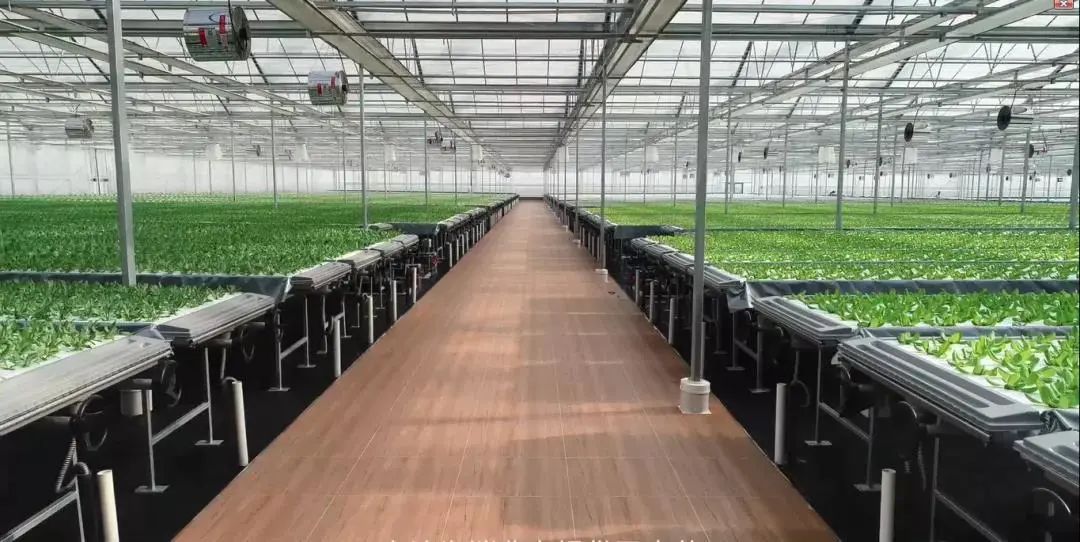 寶貝出村&mdash;&mdash;"城市之光"植物夢工廠高科技農(nóng)業(yè)公益研學(xué)活動.