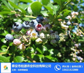 柏源農(nóng)業(yè)科技公司 專(zhuān)業(yè)組培藍(lán)莓苗與農(nóng)業(yè)科技服務(wù)