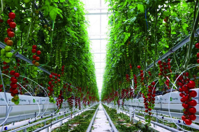 全鏈賦能 科技驅(qū)動(dòng) 首農(nóng)食品集團(tuán)全力拎穩(wěn)首都'菜籃子'農(nóng)業(yè)科技服務(wù)